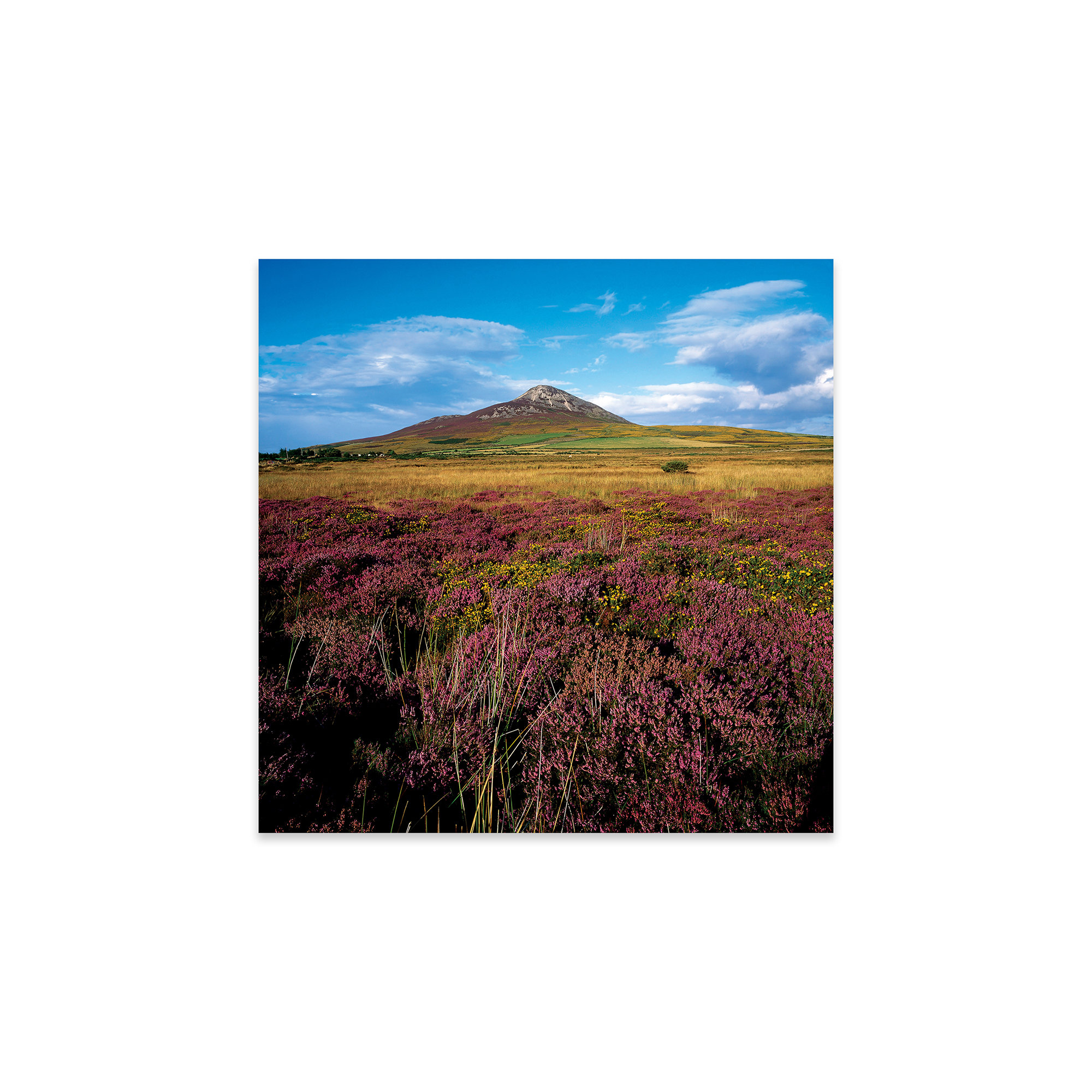 Millwood Pines " Sugarloaf Mountain, Co Wicklow, Ireland " by Irish Image Collection Wayfair